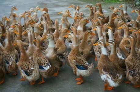 养鸭子时如何搞好卫生_养鸭