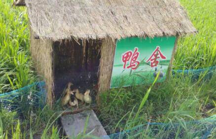 鸭舍怎么消毒,鸭舍消毒的具体方法_养鸭