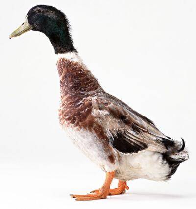 肉鸭品种之狄高鸭_养鸭