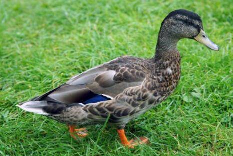肉鸭品种之狄高鸭_养鸭