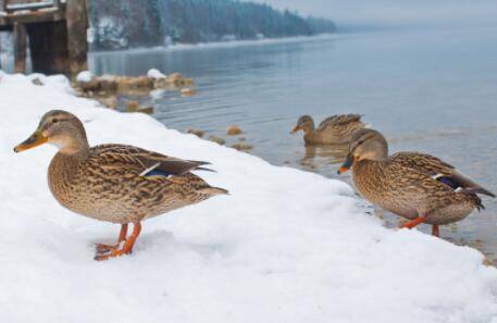 冬天鸭子耐寒温度是多少_养鸭