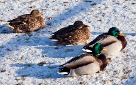 冬天鸭子耐寒温度是多少_养鸭