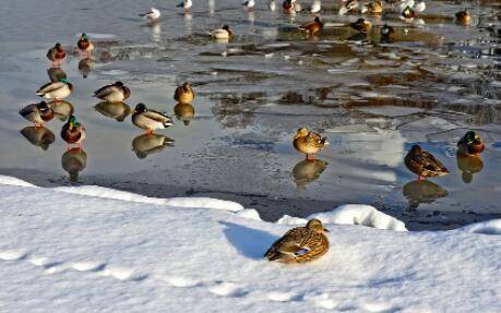 怎么养鸭子,控制好养殖密度是关键_养鸭
