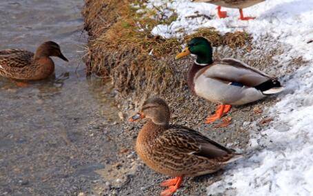 怎么养鸭子,控制好养殖密度是关键_养鸭