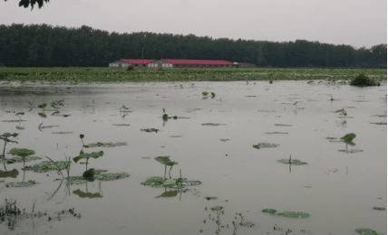 莲藕塘改造小龙虾池时的注意事项_养虾