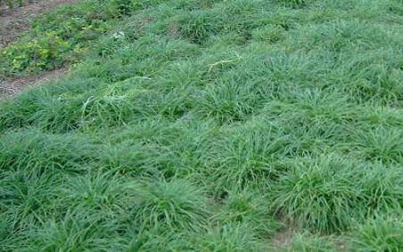 麦冬哪个产地最正宗_种植问答