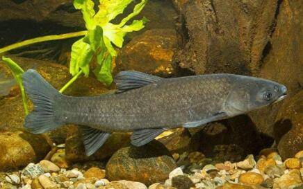 青鱼含有重金属吗?_养鱼