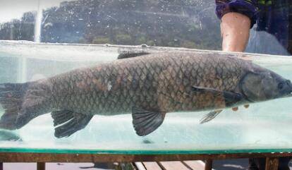 青鱼有没有牙齿_养鱼