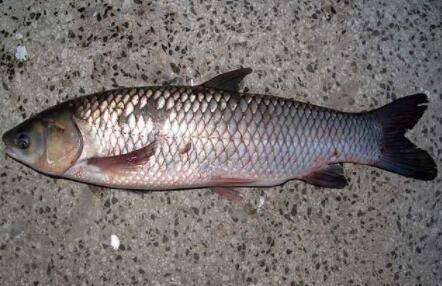 青鱼一般重多少斤_养鱼