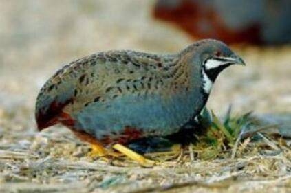 冬天如何养芦丁鸡_养鸡