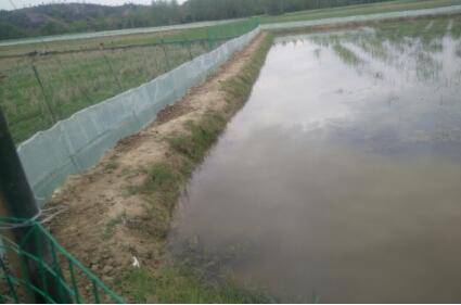 小龙虾养殖之科学投喂饲料_养虾