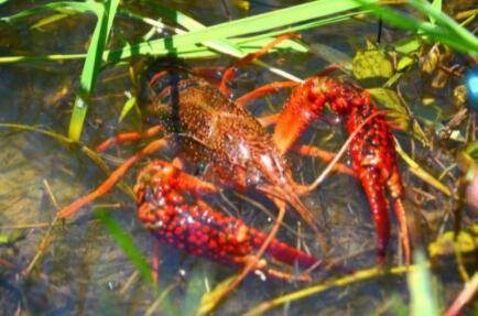 水环境对小龙虾脱壳的影响因素_养虾