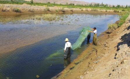 养虾塘口是什么意思,养虾塘口怎么建_养虾