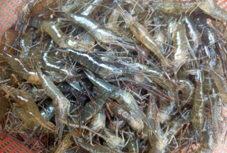 草虾是海虾还是河虾_养虾