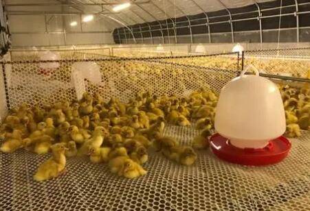 小鸭子的养殖要求_养鸭
