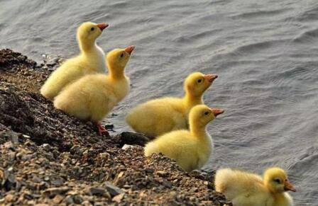 小鸭子的养殖要求_养鸭