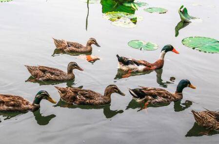池塘边养鸭子的注意事项_养鸭