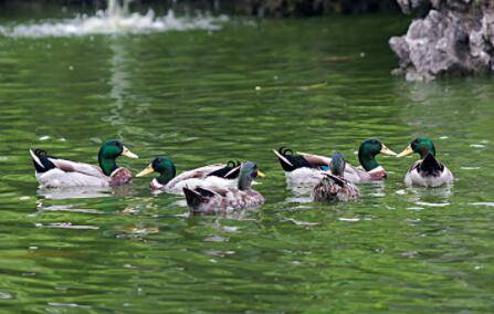 池塘边养鸭子的注意事项_养鸭