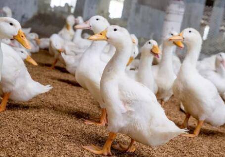 ����Ѽ������ע������_��Ѽ