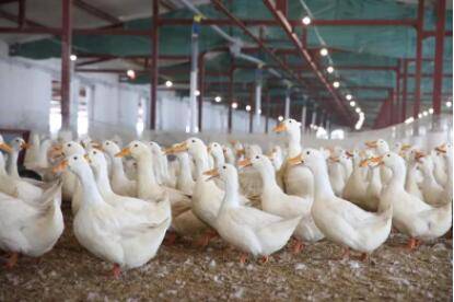 ����Ѽ������ע������_��Ѽ