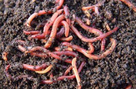 蚯蚓有什么特点_养殖问答