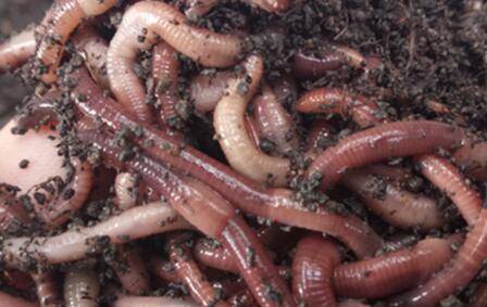 蚯蚓靠什么呼吸_养殖问答