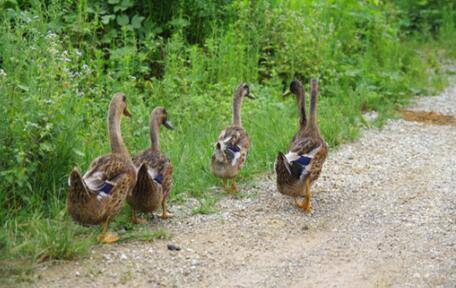 放养鸭子的七条注意事项_养鸭