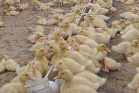 鸭子的放养时间_养鸭