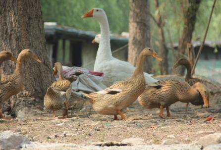 鸭子能不能放养_养鸭