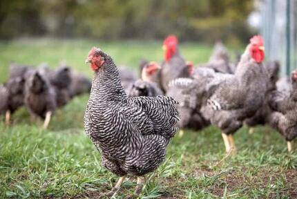 芦花鸡的市场价格_养鸡