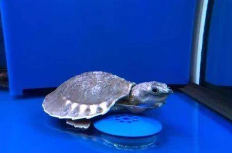 养猪鼻龟水温度多少合适_养殖问答