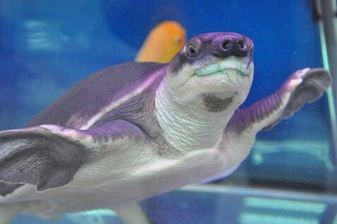 猪鼻龟吃什么,猪鼻龟怎么养_养殖问答