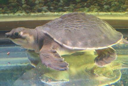 猪鼻龟多少钱一只,猪鼻龟为什么很贵_养殖问答