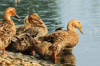 鸭子的购买技巧:如何购买到老鸭,怎么挑选鸭子_养鸭