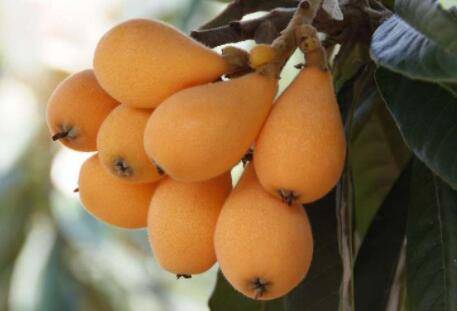 枇杷种几年才结果,枇杷一年结几次果_瓜果种植