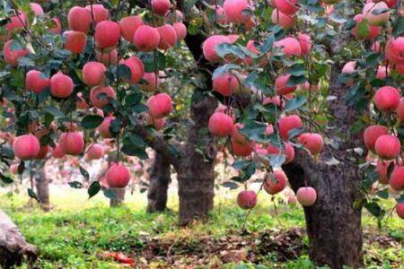 一亩地种植多少棵苹果树_瓜果种植