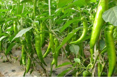辣椒从开花到结果要多长时间_蔬菜种植