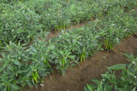 新栽的辣椒苗要每天浇水吗_蔬菜种植