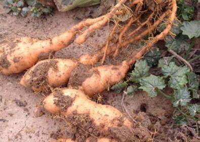 一亩地可产多少斤鲜地黄_药材种植