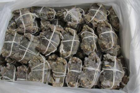 螃蟹可以冷冻?_养蟹