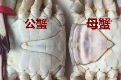 螃蟹公母怎么分辨_养蟹