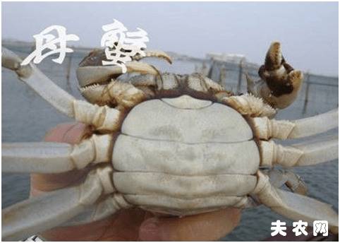 螃蟹公母怎么分辨_养蟹