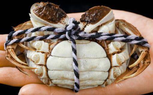 螃蟹肥不肥怎么看_养蟹