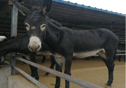 驴一天能吃多少斤草料_养殖问答