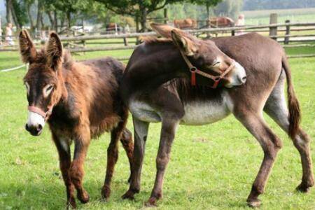 怎么判断毛驴是否要生产_养殖问答