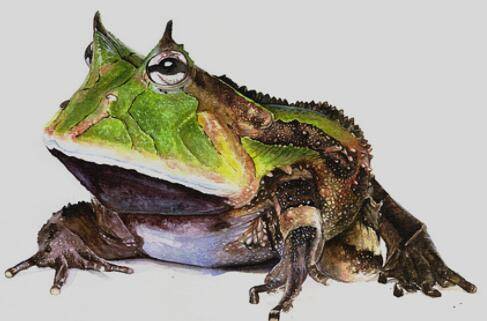 霸王角蛙难养的原因有哪些_养蛙