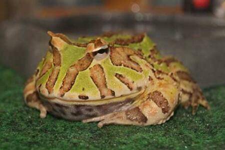 世界上最大的角蛙:霸王角蛙,性格与外形凶残(嗜杀易暴毙)_养