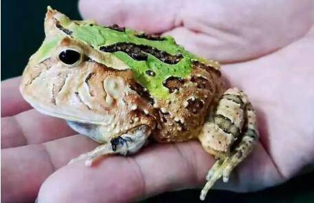 霸王角蛙寿命多久_养蛙