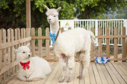 羊驼怕冷吗?_养殖问答