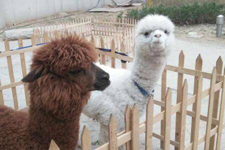 羊驼吐口水臭吗,羊驼口水有毒吗?_养殖问答